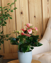 Anthurium plant with pink flowers